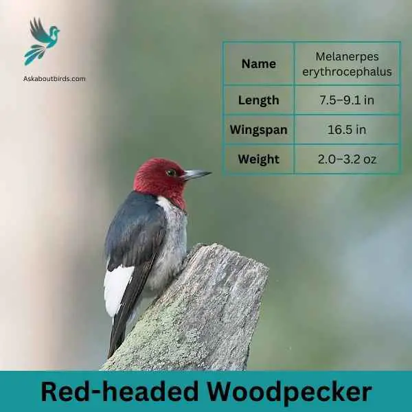Red headed Woodpecker