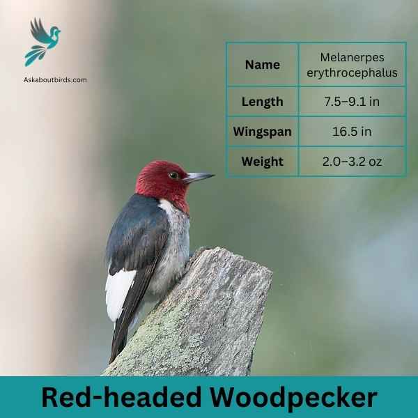 Red headed Woodpecker