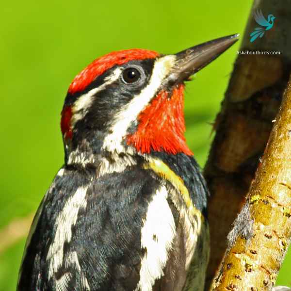 Red naped Sapsucker close up