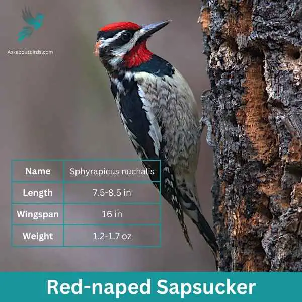 Red naped Sapsucker
