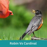 Robin Vs Cardinal