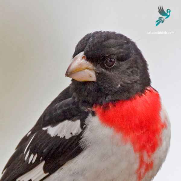 Rose breasted Grosbeak close up