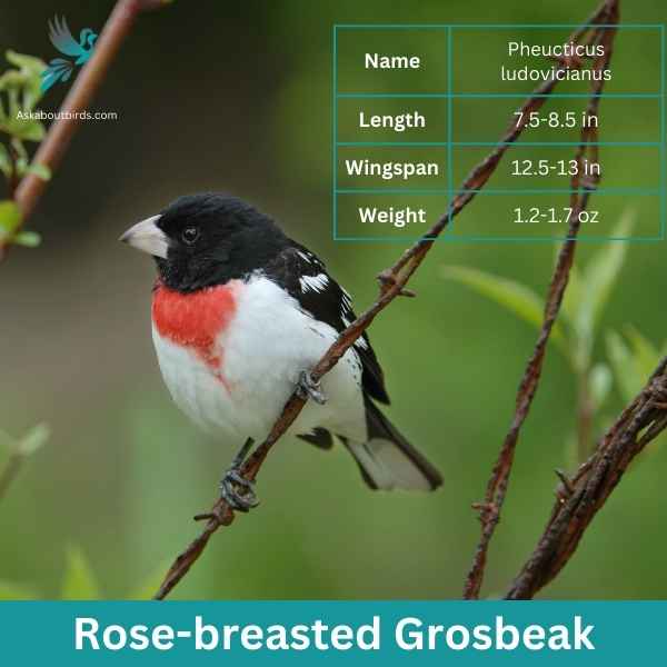 Rose breasted Grosbeak