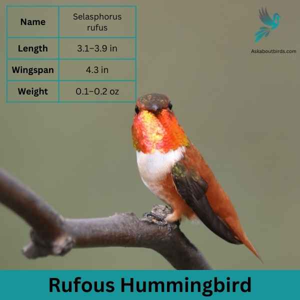 Rufous Hummingbird 1