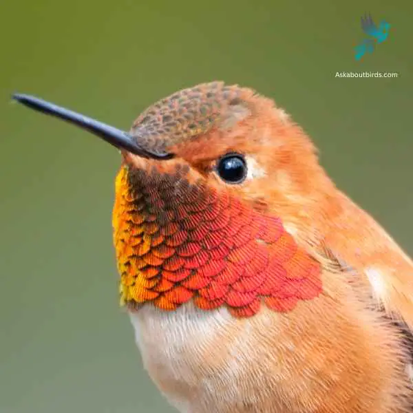 Rufous Hummingbird close up