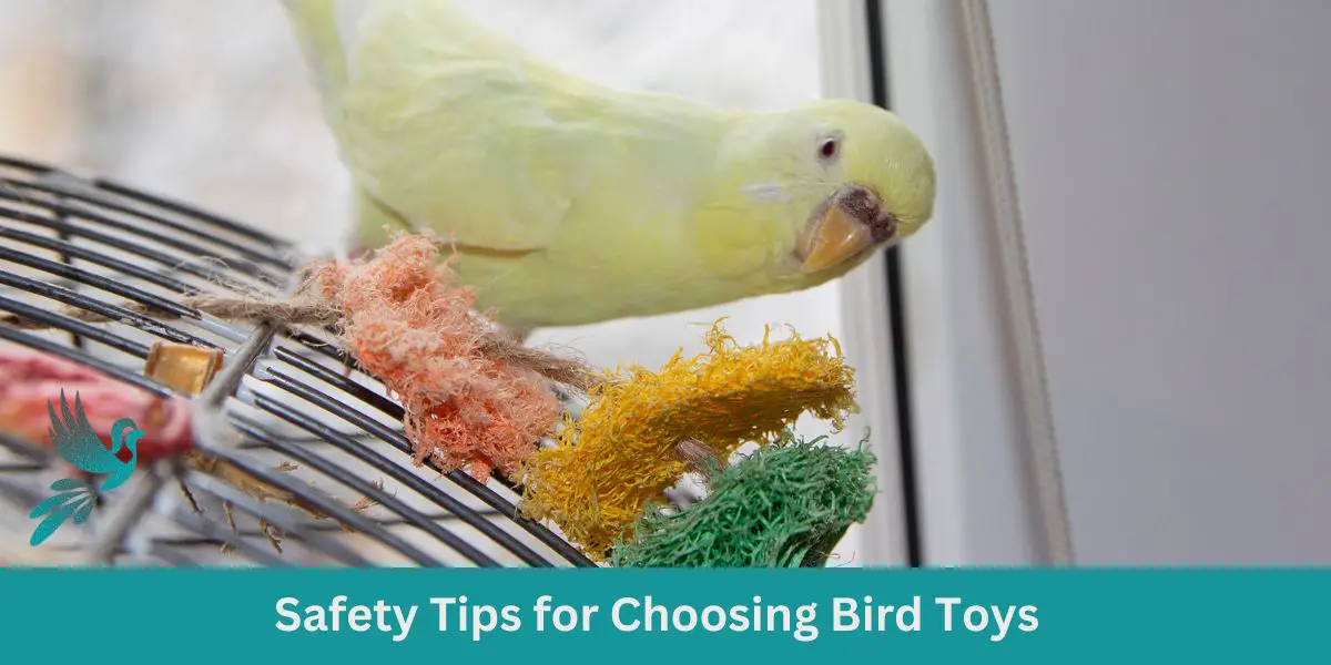 Safety Tips for Choosing Bird Toys