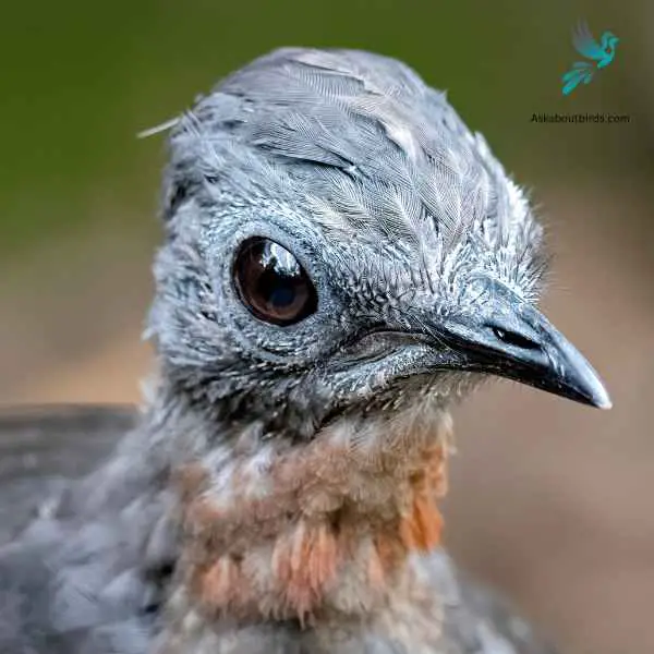 Superb Lyrebird close up