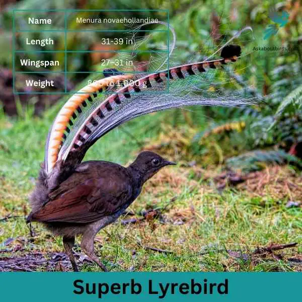 Superb Lyrebird