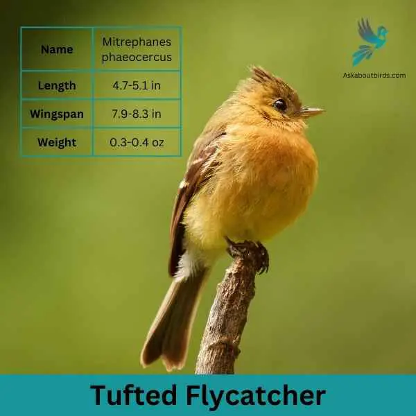 Tufted Flycatcher attributes