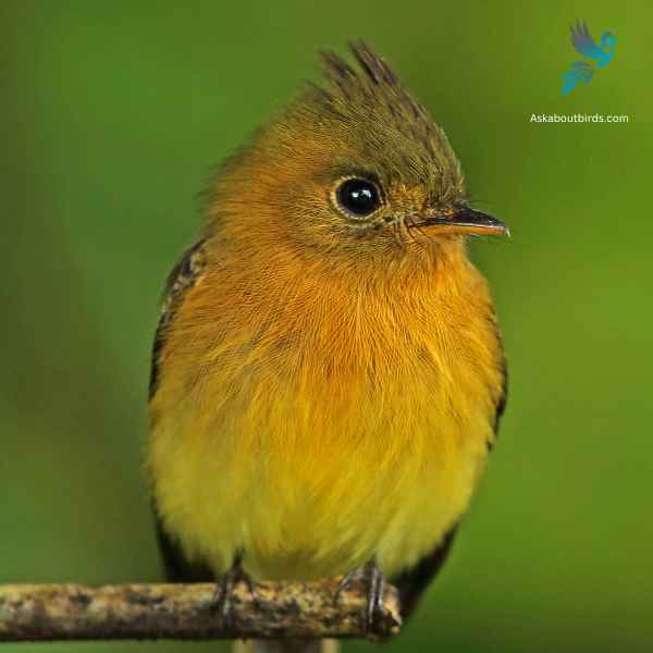 Tufted Flycatcher close up