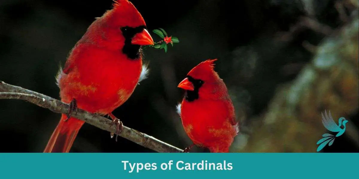 Types of Cardinals