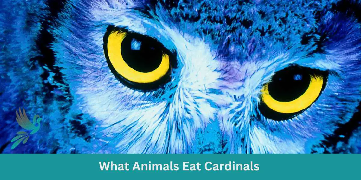 What Animals Eat Cardinals