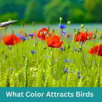 Alluring Spectrum: What Color Attracts Birds?