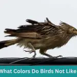 Avian Aversions: What Colors Do Birds Not Like?