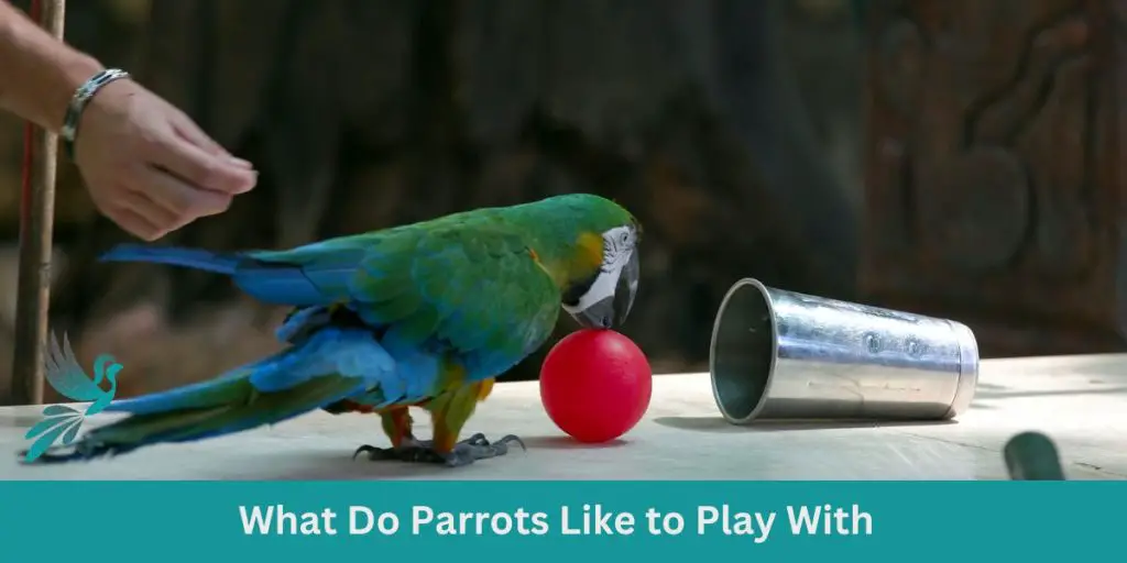 Parrot Playtime What Do Parrots Like to Play With Ask About Birds