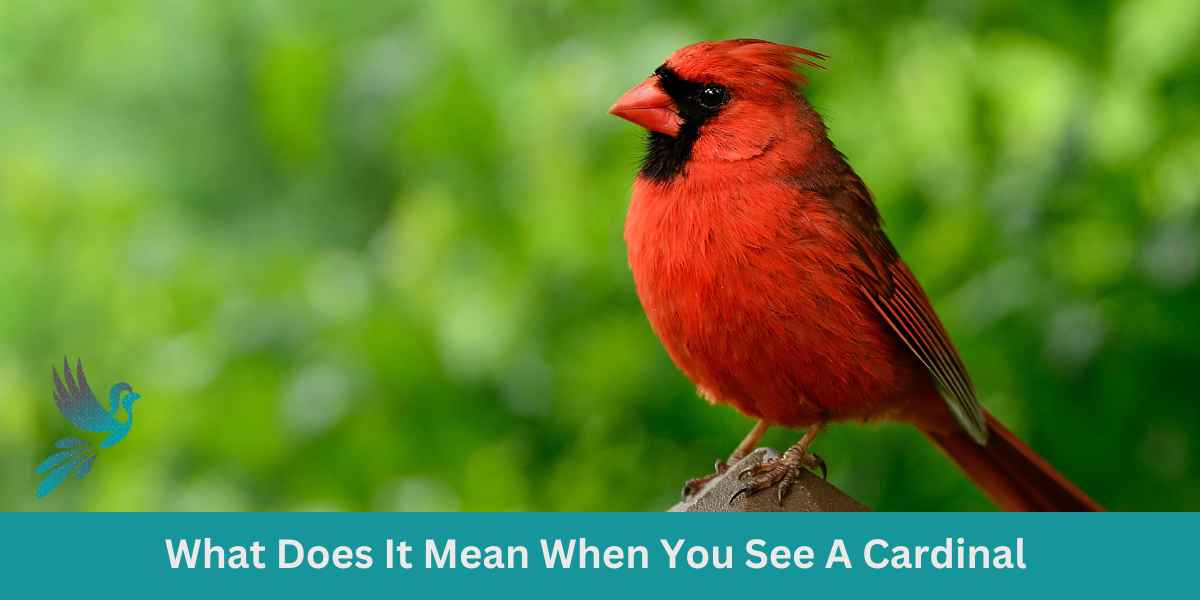 What Does It Mean When You See A Cardinal