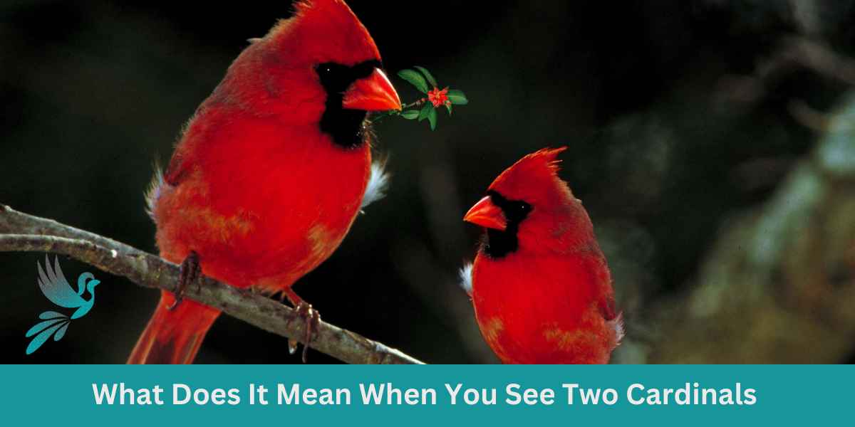 What Does It Mean When You See Two Cardinals
