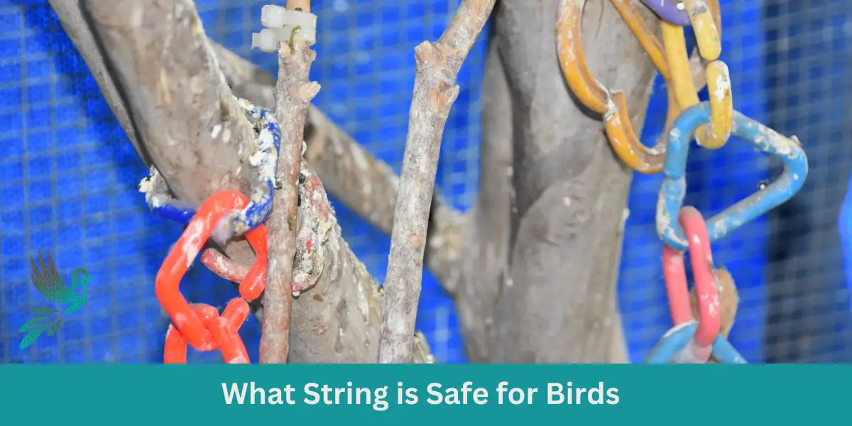 What String is Safe for Birds