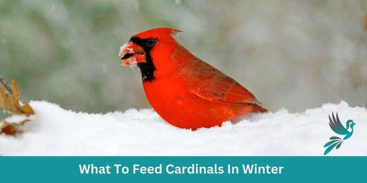 What To Feed Cardinals In Winter