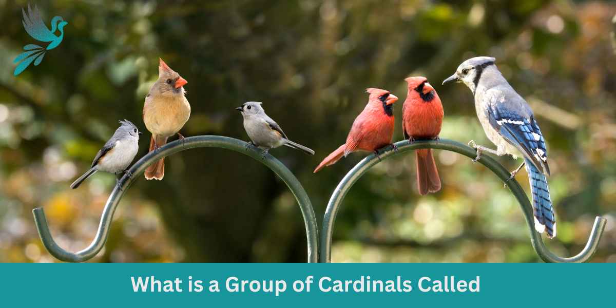 What is a Group of Cardinals Called