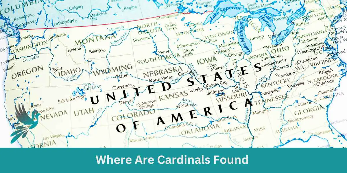 Where Are Cardinals Found