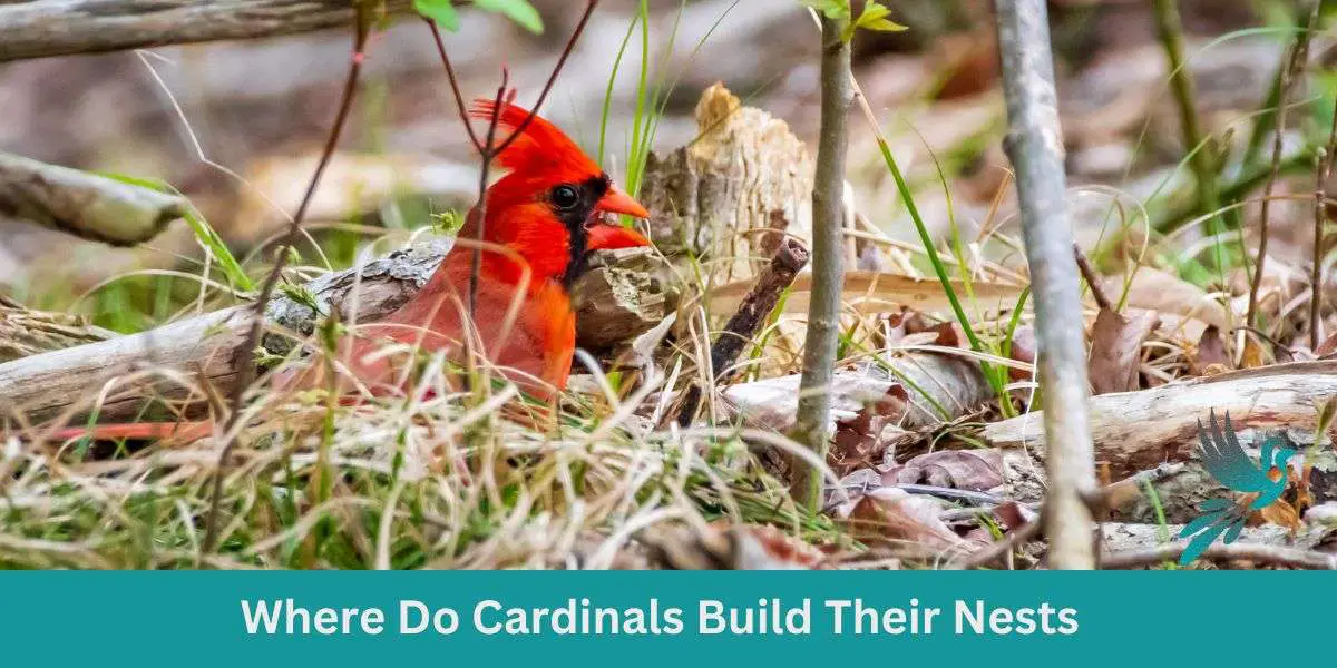 Where Do Cardinals Build Their Nests