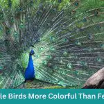 Why Are Male Birds More Colorful Than Female Birds?