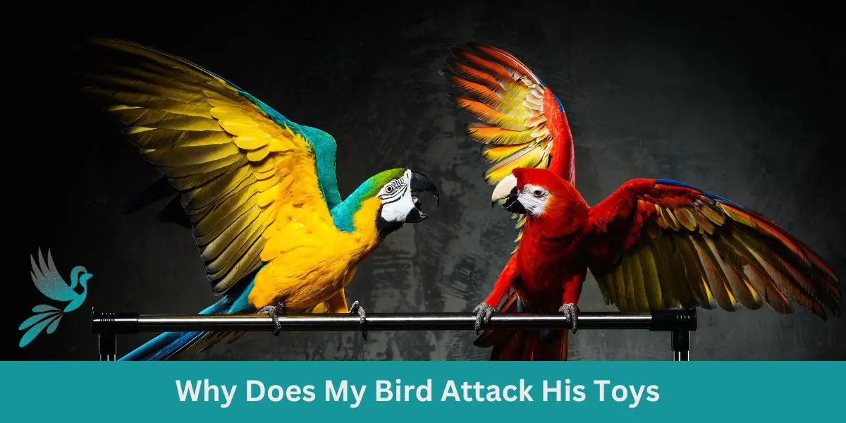 Why Does My Bird Attack His Toys
