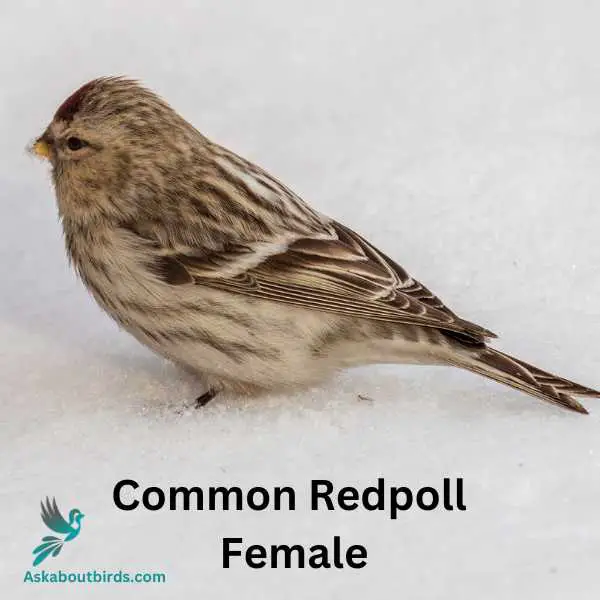 Common Redpoll 2