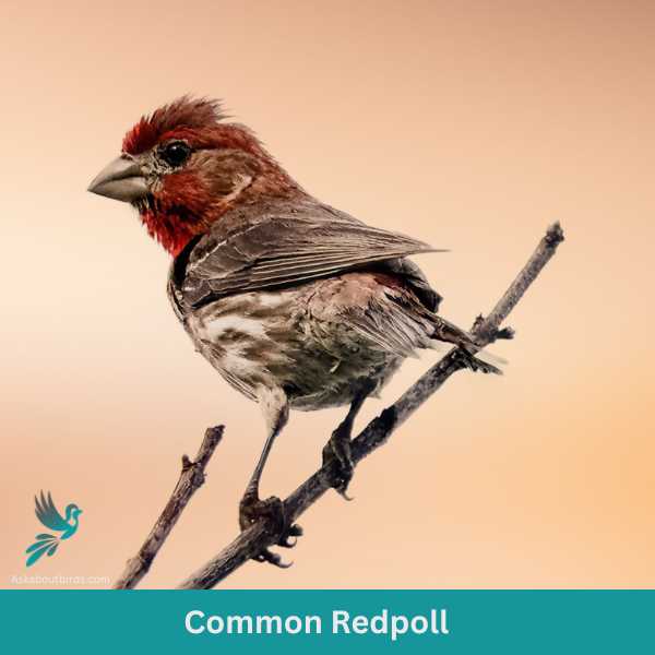 Common Redpoll