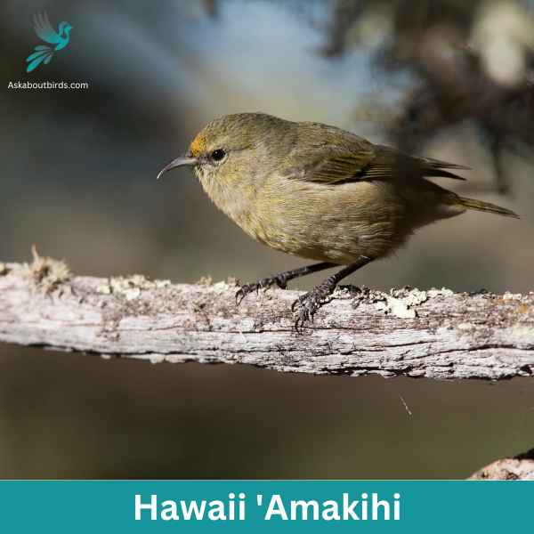 Hawaii Amakihi 1