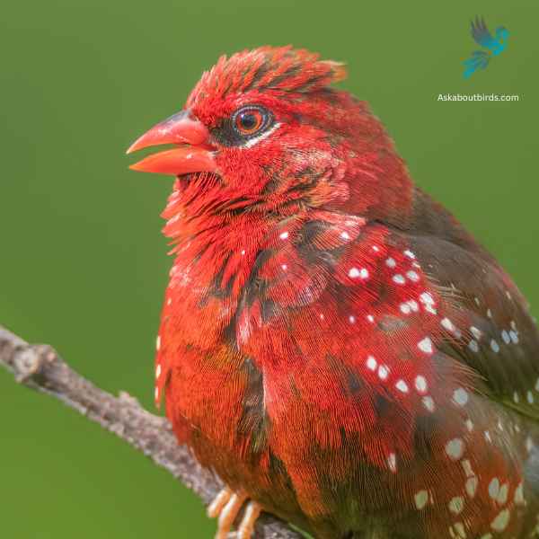 Red Avadavat close up