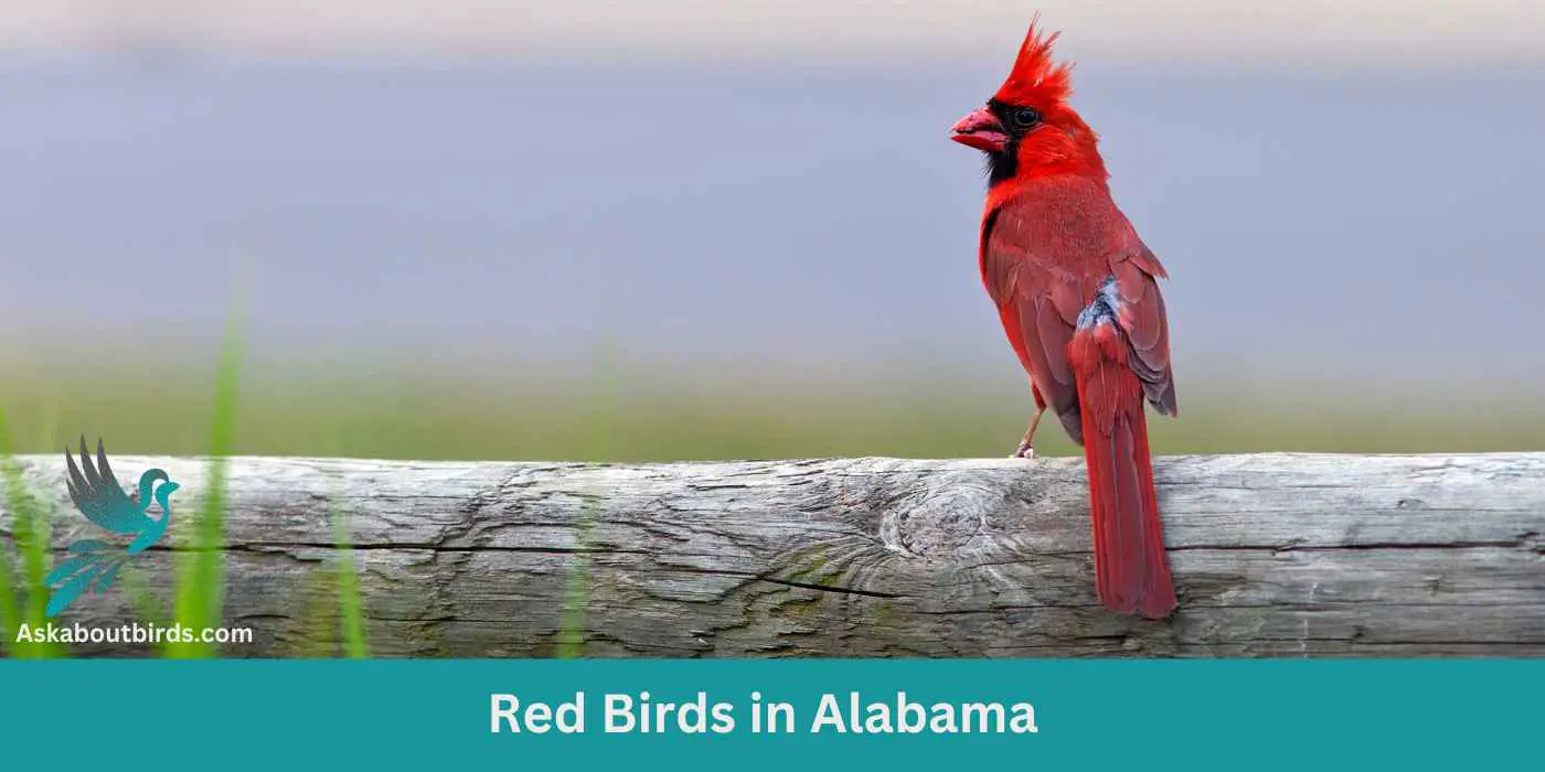 10 Red Birds in Alabama (+Free Photo Guide)