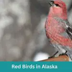 7 Red Birds in Alaska (+Free Photo Guide)