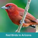 9 Red Birds in Arizona (+Free Photo Guide)