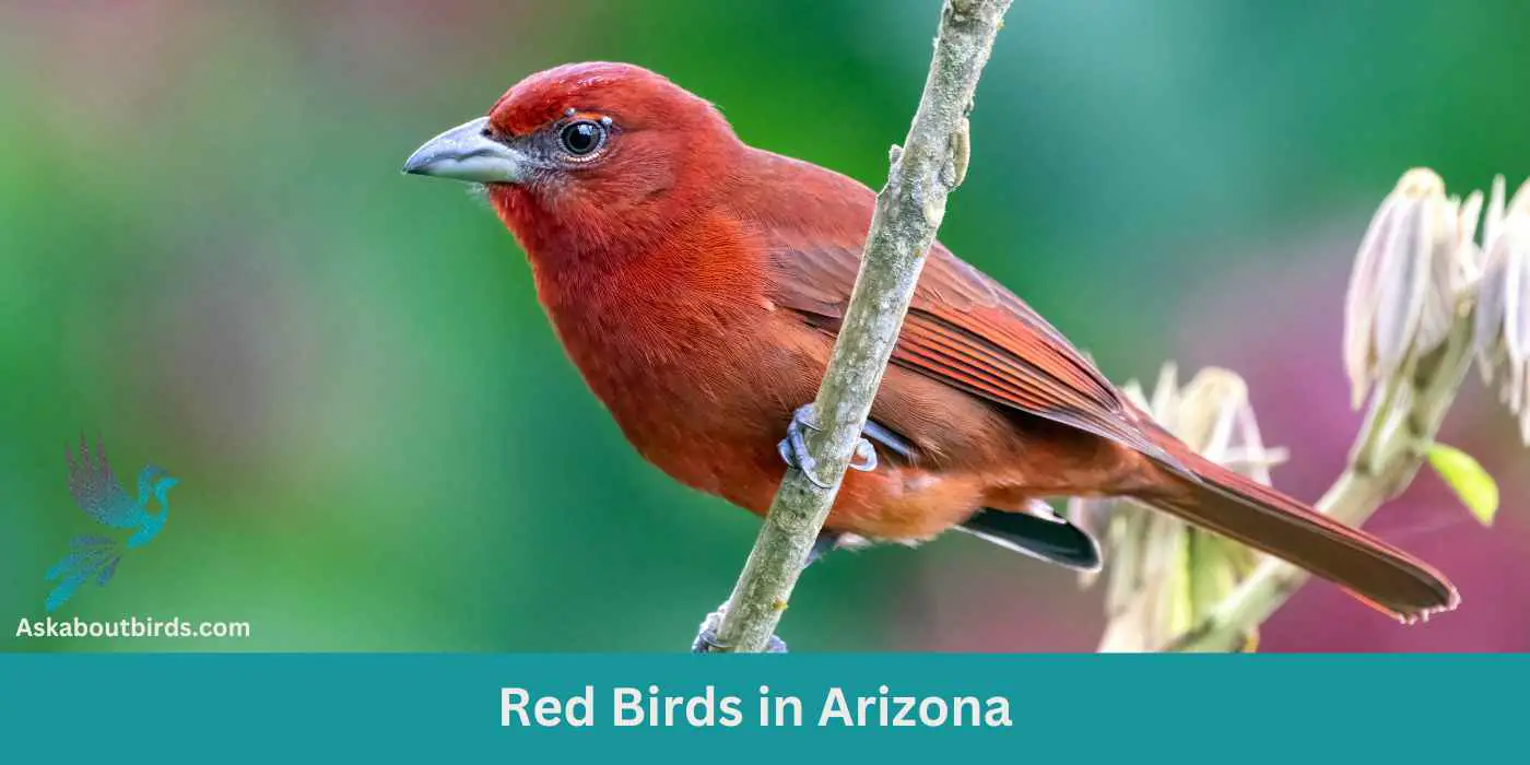 Red Birds in Arizona