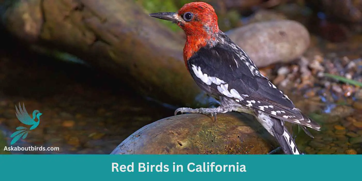 13 Red Birds in California (+Free Photo Guide)