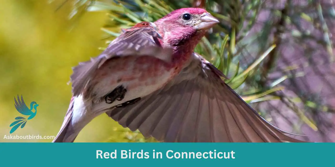 Red Birds in Connecticut