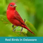 8 Red Birds in Delaware (+Free Photo Guide)