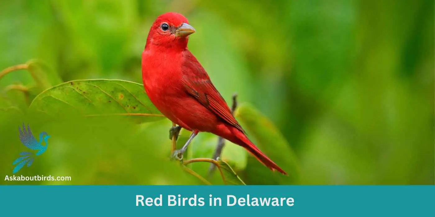 8 Red Birds in Delaware (+Free Photo Guide)