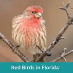 12 Red Birds in Florida (+Free Photo Guide)