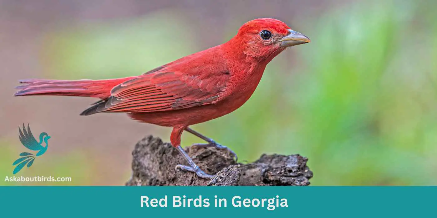 12 Red Birds in Georgia (+Free Photo Guide)