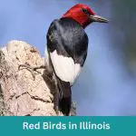 11 Red Birds in Illinois (+Free Photo Guide)