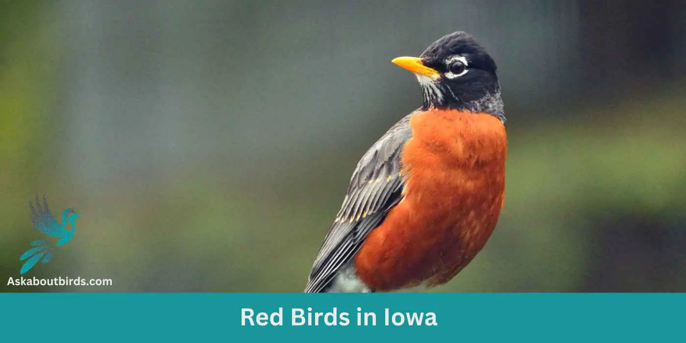 Red Birds in Iowa