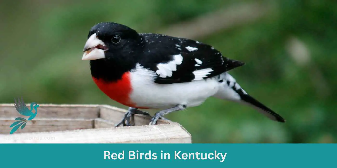12 Red Birds in Kentucky (+Free Photo Guide)