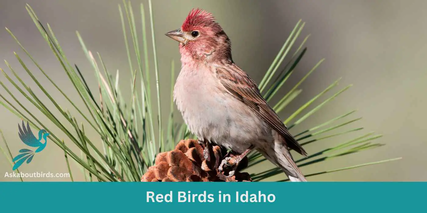 8 Red Birds in Idaho (+Free Photo Guide)