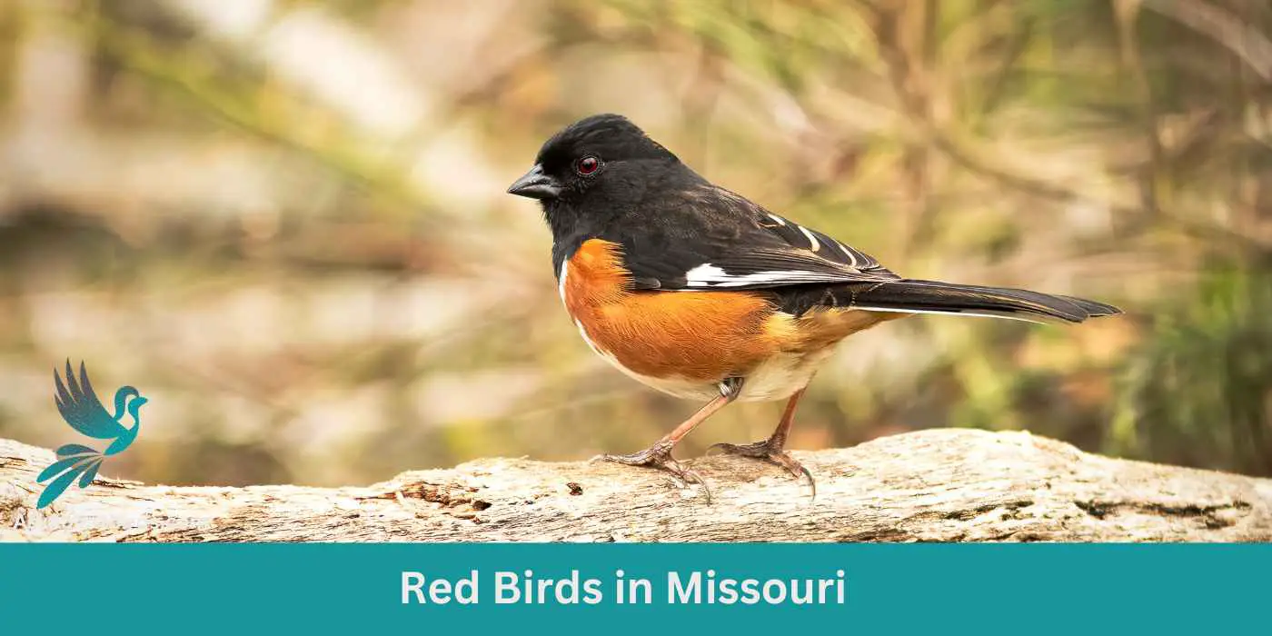 Red Birds in Missouri