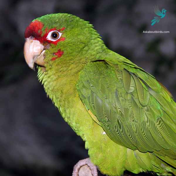 Red masked Parakeet close up