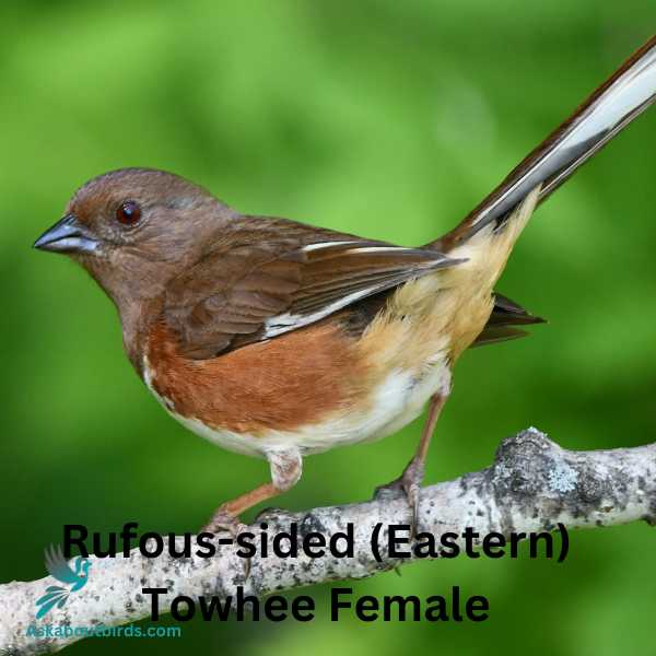 Rufous sided Eastern Towhee 2