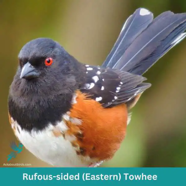 Rufous sided Eastern Towhee